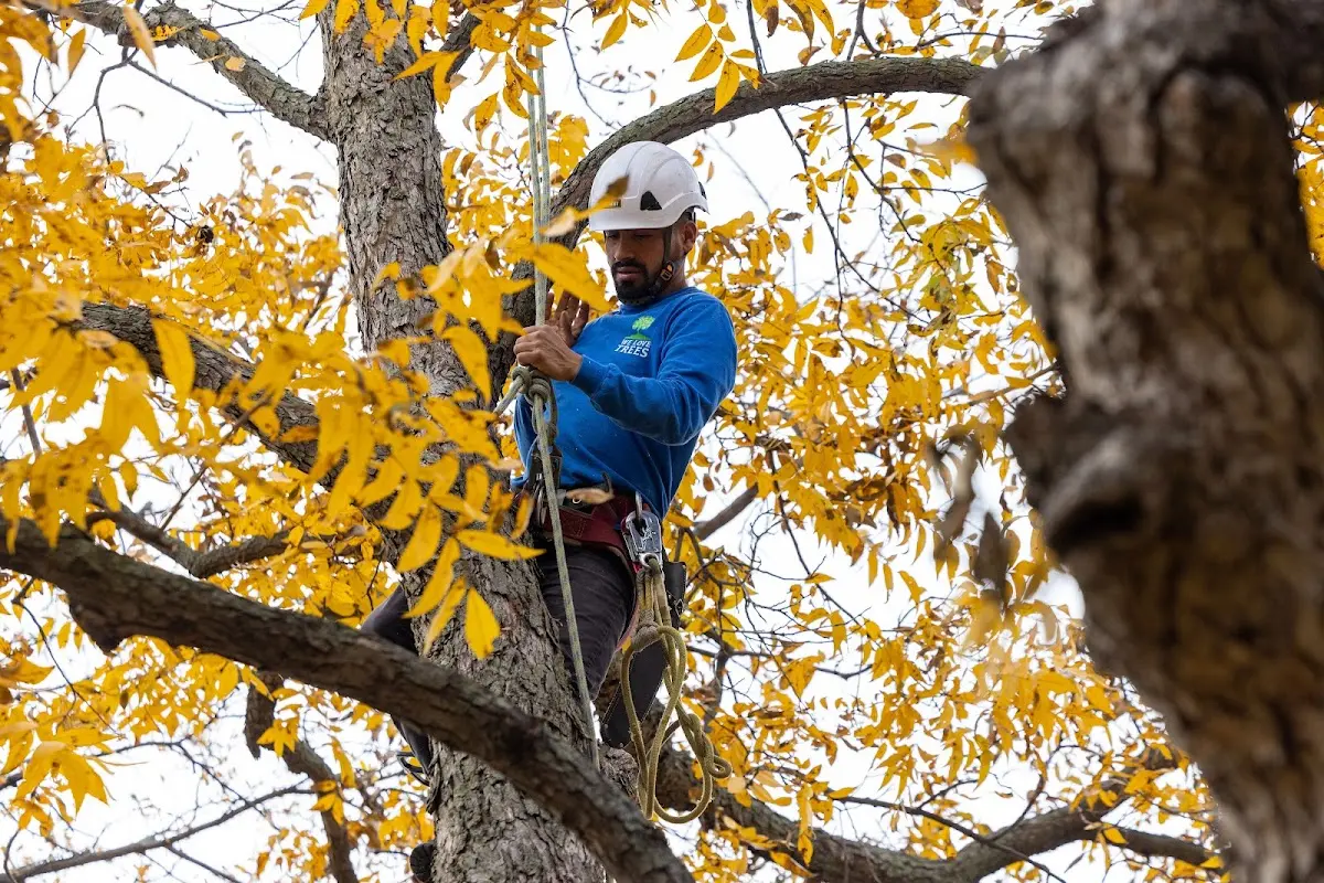 Skilled Tree Planing crew working in Chamberino