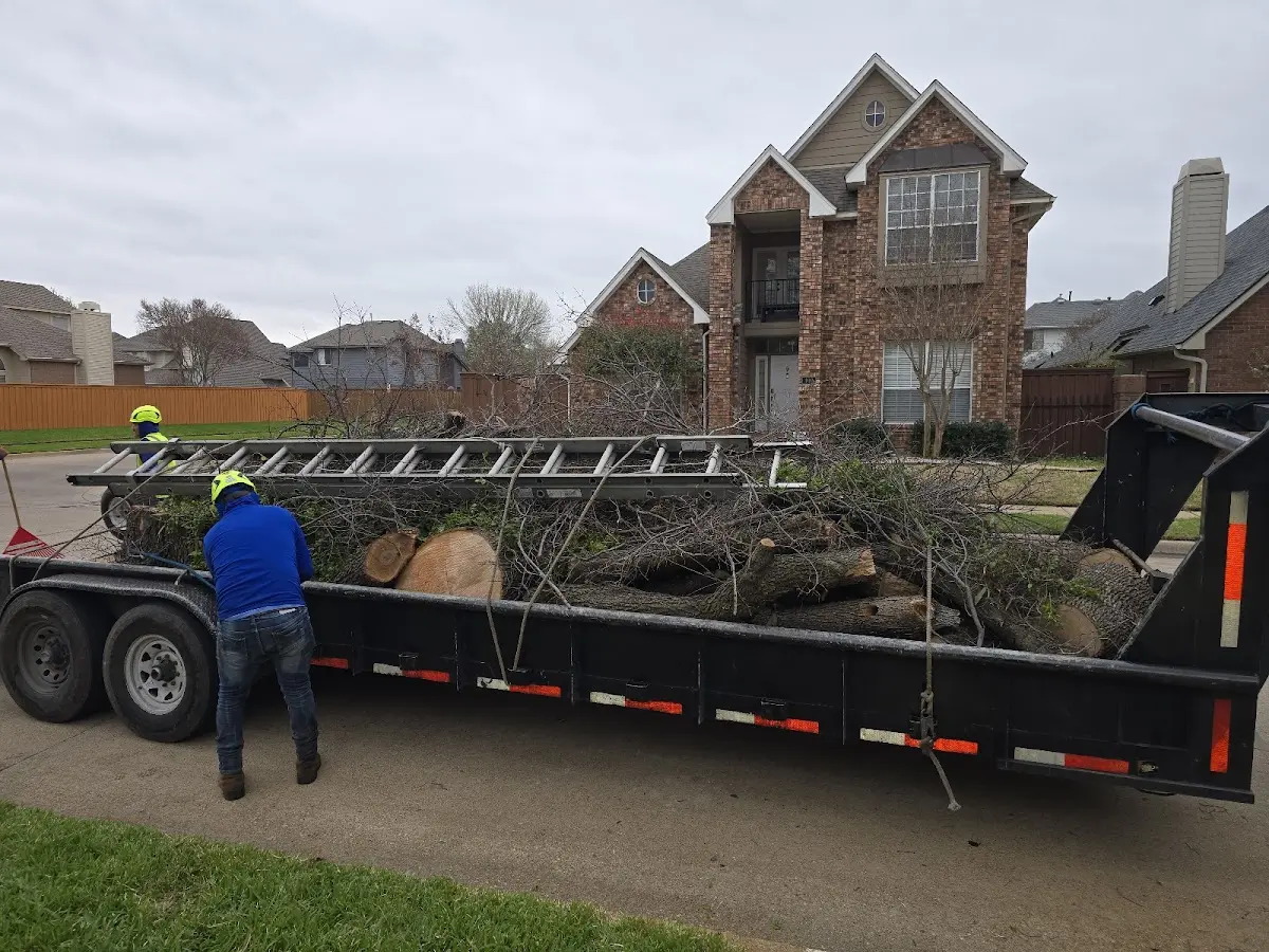 Expert Tree Removal with proper safety equipment in Chamberino